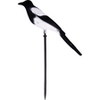 Geflockte Ekster Lokvogel