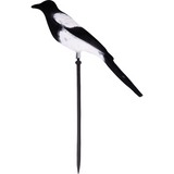 Geflockte Ekster Lokvogel