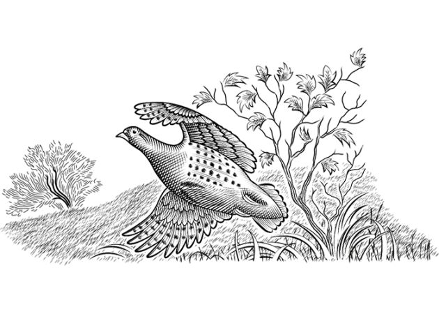 Beretta 687 Silver Pigeon III (2)